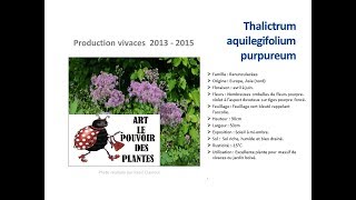 JardinageThalictrum aquilegifolium purpureum Plante vivace [upl. by Arenat]