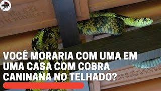 Você moraria com Cobra Caninana no telhado  Biólogo Henrique o Biólogo das Cobras [upl. by Noerb210]