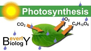 Photosynthesis in detail [upl. by Attirb780]