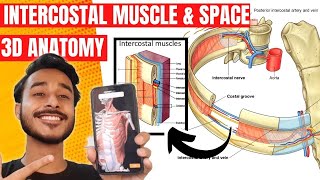 Thoracic Wall Anatomy 3D  Muscle Of Thoracic Wall Anatomy  Intercostal Muscles Anatomy [upl. by Nellak907]