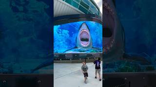 Sea creatures attack at the Port of Nassau Bahamas  PART 1 shark [upl. by Elsie]