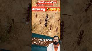 Ants 🐜 Care Of The Queen ants insects animals nature shorts [upl. by Airdnola]