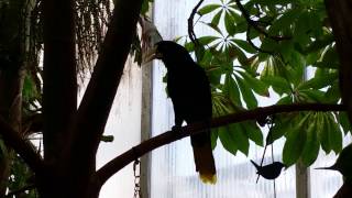 Crested Oropendola Call  Sounds like static amp lasers [upl. by Rrats]