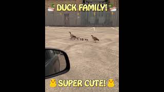 Super Cute Duck Family Walking Home to the Water [upl. by Allin]