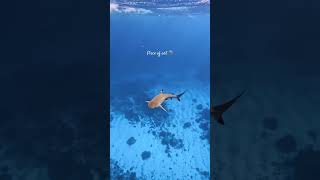 Shark Sea Ocean scubadive scubadiving travel [upl. by Zurc]