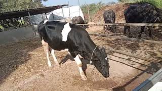 Denmark ke hf bull 40116 Atlas ki heifers super result and Mor dairy farm new member add [upl. by Aicemat960]