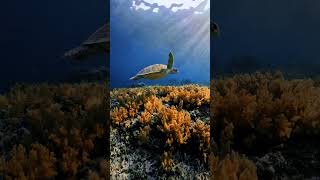 Gili meno 🐢lombokiloveyou lombokvirall lombok gilimeno turtel kuran shots videos travel [upl. by Akitan]