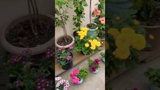 Beautiful flowers  chrysanthemum  hibiscus beautiful nature gardening shortsfeed [upl. by Ikkaj]