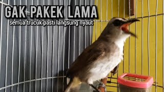 trucukan gacor ROPEL PANJANG buat pancingan trucukan agar bunyi JADIKAN burung trucuk gacor NYAUT [upl. by Benito723]