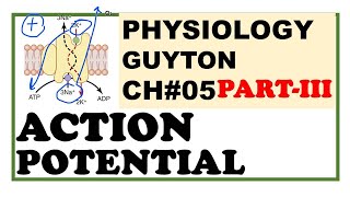 Action Potentials  Animated Explained Graphed [upl. by Yliah]