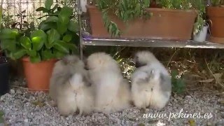 Pekingese Puppies 3 months old Cachorros de Pekines 3 meses [upl. by Monroy575]