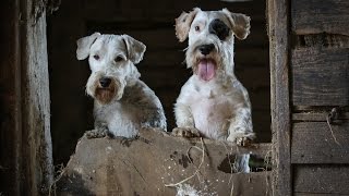 Ratting With The Working Sealyham Terrier Club [upl. by Nahn]