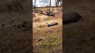 Lions hunt buffalo Fantastic animals are here Animal World Highlights of Animal World Lions [upl. by Anika237]