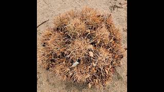 Why i have been collecting and propagating Echinocactus Polycephalus seeds  one of my favorite c [upl. by Enileqcaj115]