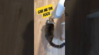 Sir London cat waits for the eggs to drop shorts [upl. by Idnahs]