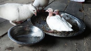 Mom pigeons and baby pigeo [upl. by Ridley]