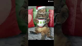 Christmas spirits funny christmas singing music cat [upl. by Mukund785]