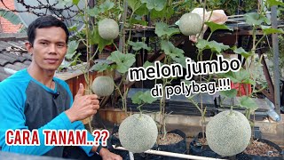 proses menanam melon jumbo di polybag dari biji sampe panenmelon garden [upl. by Jeremias886]