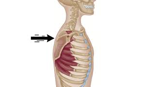 Serratus Anterior  Winged Scapula  Trigger Point Therapy [upl. by Bloomer458]