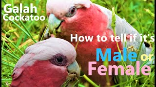 How To Tell If The Galah Cockatoo Is A Male Or Female Queensland Australia [upl. by Evangelia614]