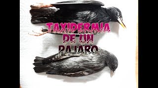 Taxidermia de un pájaro [upl. by Ehrsam851]