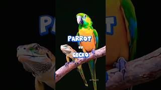 Smart Parrot Plays with Lizardparrrot birds cute shorts [upl. by Nosliw]