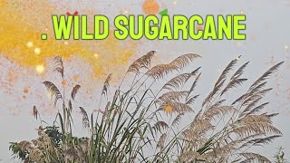 Saccharum spontaneous Fodder Cane Wild SugarcaneKans grass African grass [upl. by Watanabe]