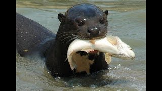 Giant Otters of the Amazon Nature Documentary [upl. by Enoval47]