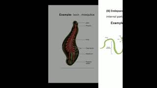 Filter feeding in polychaeta in invertebrates [upl. by Lockwood]