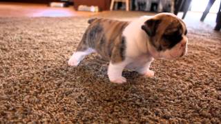 English Bulldog puppies learning to walk for the first time [upl. by Ydroj]