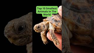 Top 10 Smallest Animals In The World [upl. by Sylirama382]