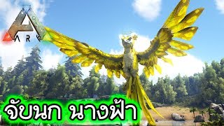 จับนกนางฟ้า Seraph Featherlight  ARK 1 [upl. by Warford]