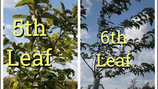 CHESTNUT GROWTH COMPARISON 5th Leaf vs 6th Leaf ChineseAmerican Seedlings [upl. by Figge]