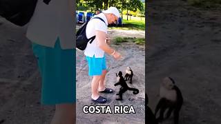 Monkeys on the beach Riu Palace Costa Rica shorts [upl. by Kcirdot275]