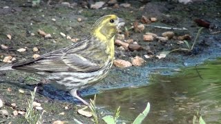 Serín verdecillo Serinus serinus European Serin [upl. by Liagibba]