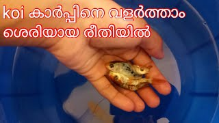 koi കാർപ്പിനെ വളർത്താം ശെരിയായ രീതിയിൽ  koi carp caring in malayalam [upl. by Rella]