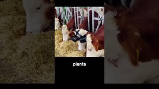 ¿Por Qué Estas Vacas Usan Lentes De Realidad Virtual shorts viral [upl. by Bary223]