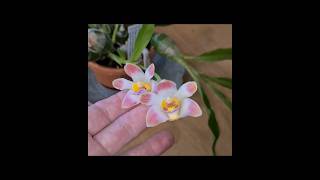 🌸 Rare interesting orchid in bloom chysis limminghei [upl. by Rosamond]