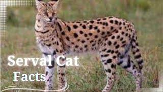 Servals Cat Facts  10 Fun Facts About Servals [upl. by Laurene396]