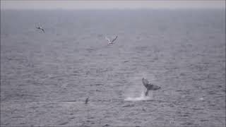 Whales at Bonavista NL [upl. by Balthazar42]