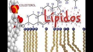 Lipidos Bioquímica [upl. by Ahsitel770]