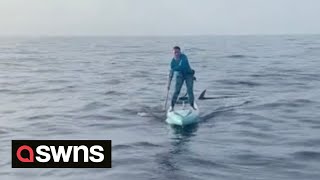 Woman paddleboarding describes quotsurrealquot moment hammerhead shark swims under her  SWNS [upl. by Nhabois]