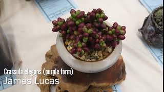 Succulents Identification Crassula elegans purple form [upl. by Genaro]