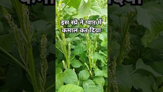 ग्वार की फसल में आया full बग्गरGwar crop [upl. by Rihat]