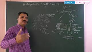 Photosynthesis and light reaction first part [upl. by Bamberger]