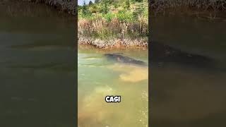 Este BÚFALO se sumergió por COMPLETO en el AGUA 😱 [upl. by Neuburger]