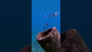 Scissortail Sargents fish gopro ocean underwater scuba [upl. by Korwun]