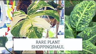 Rare Plant Shopping in Philadelphia 2019 [upl. by Nirrad]