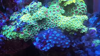 Awesome Zoanthid Rock Radioactive Dragon Eye and Eagle Eye Saltwater Coral Reef Aquarium [upl. by Ynnot]