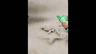 Turtle 🐢 Beautiful Walk with Diljit Song animals turtalgaming zoo diljitdosanjh [upl. by Glyn348]